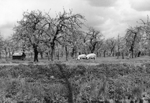 841067 Gezicht op een bloeiende boomgaard met twee varkens aan de Schalkwijksche Wetering te Schalkwijk (gemeente Houten).